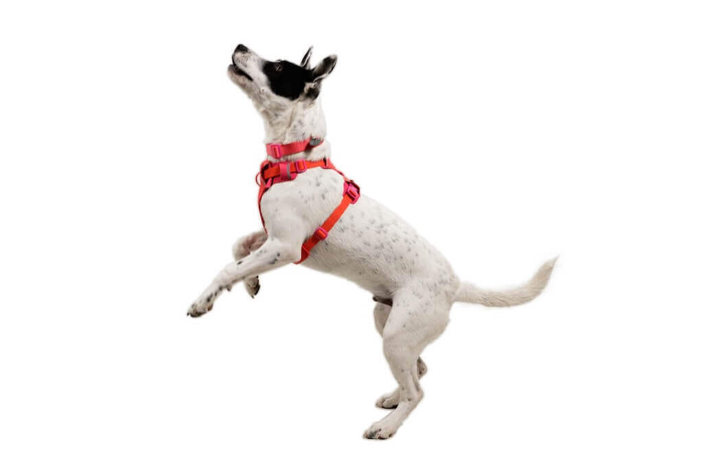 2026春夏新作Ruffwear Flex Harness NEW 2026 Ruffwear Front Range Flex Harness: Durable, Comfortable