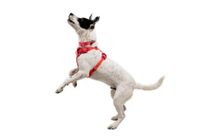 NEW! Front Range Flex Harness -  Comfortable, Flexible, Engineered Knit Dog Harness