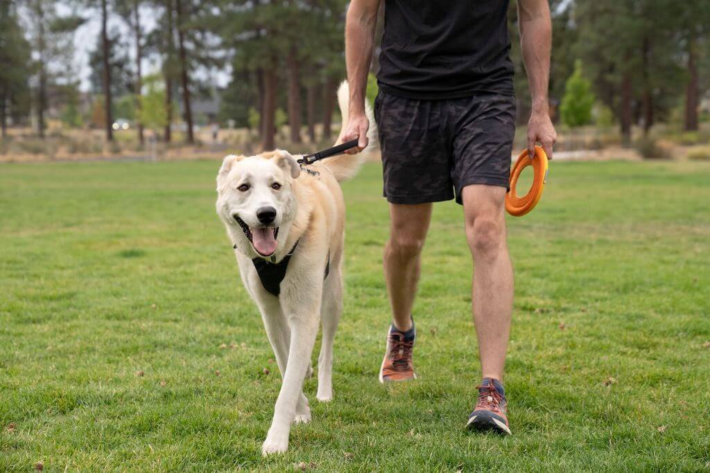 Ruffwear Front Range Short Dog Leash on a dog walking