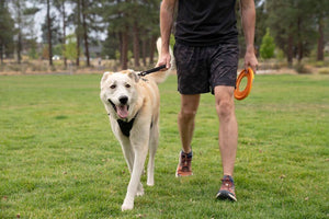 Ruffwear Front Range Short Dog Leash on a dog walking