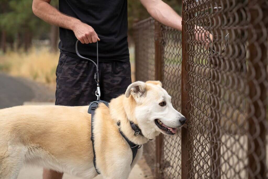 Ruffwear Front Range Short Dog Leash showing it on a dog entering a dog park