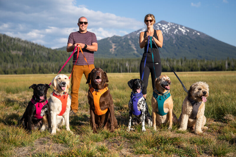 Ruffwear Front Range Dog Harness showing dogs wearing all colours