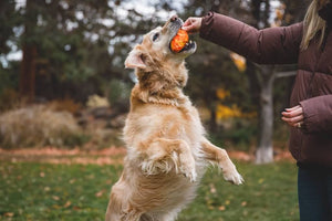 Ruffwear Gnawt-a-Cone Dog Toy Lifestyle Photo with a Retriever playing with the toy