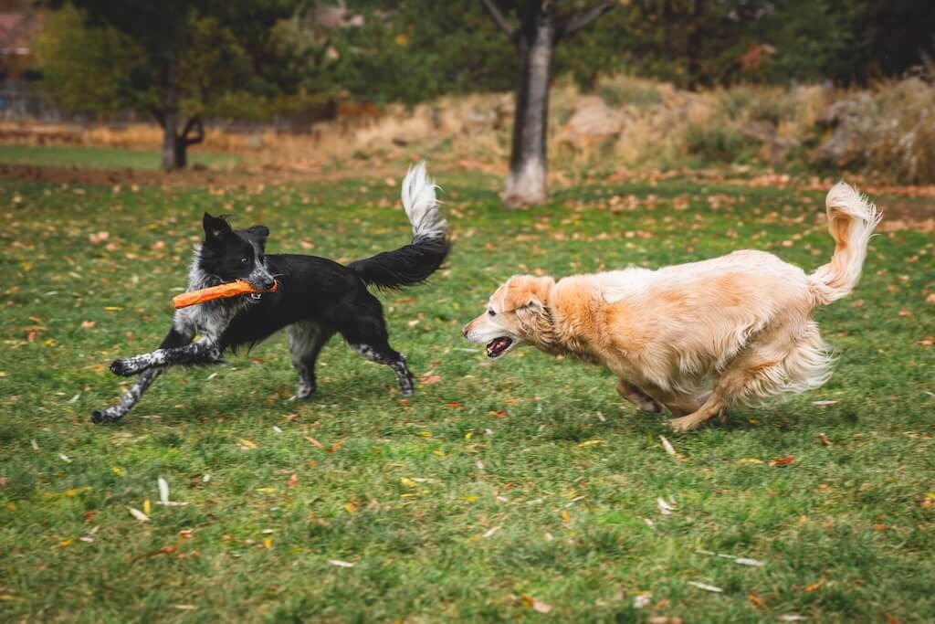 Ruffwear Gnawt-a-Stick Dog Toy in Salamander Orange game of chase with 2 dogs