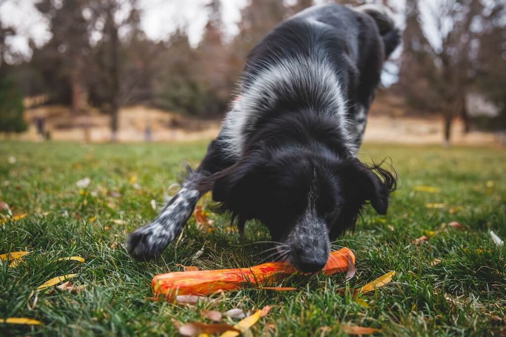 Ruffwear Gnawt-a-Stick Dog Toy in Salamander Orange Lifestyle Close Up of a dog with the toy.