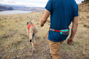 Hitch Hiker Leash - Portable Hitch & Leash Combo