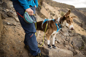 Hitch Hiker Leash - Portable Hitch & Leash Combo