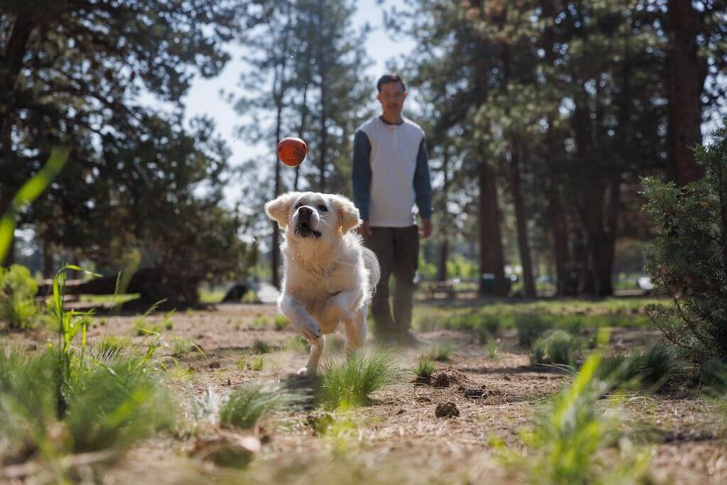 Ruffwear Huckama Lifestyle Picture with a Dog Playing Fetch