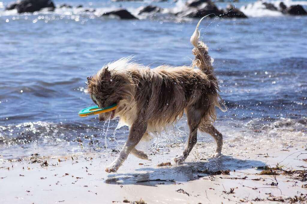 Ruffwear Hydro Plane Dog Toy LIfestyle Beach Fun