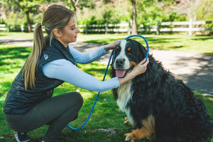 Ruffwear Just-a-Cinch in Blue Pool putting the loop over a dog's head