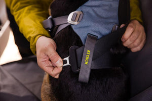 Load Up Dog Car Harness - Secure, Strong Harness