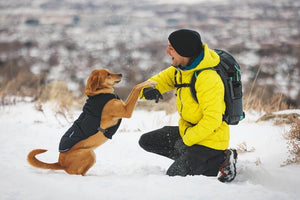 Ruffwear Quinzee Dog Coat in Obsidian Black on a dog in the snow