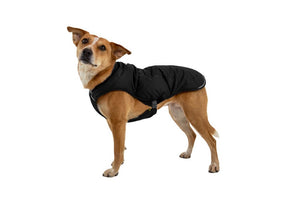 Ruffwear Quinzee Dog Coat in Obsidian Black on a Dog in the Studio