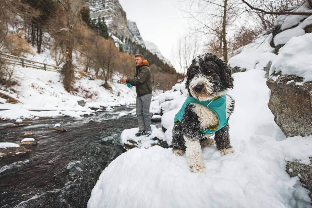 Ruffwear Quinzee Dog Coat in River Rock Green on a dog in the snow