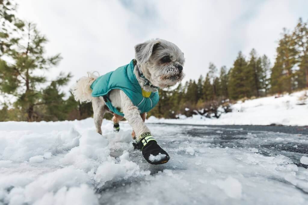 Quinzee in River Rock Green on a dog walking in the snow