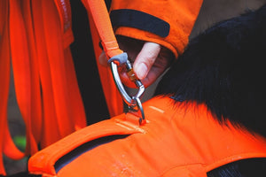 Ruffwear Rogue Long Line dog leash close up of locking carabiner attached to a dog in a harness