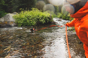 Ruffwear Rogue Long Line dog leash attached to a dog who is in the water 