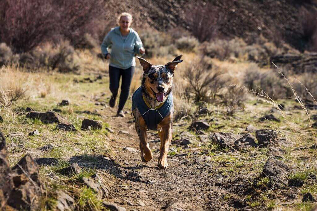 Ruffwear Stumptown Dog Jacket in Orion Blue on a dog running in the hills