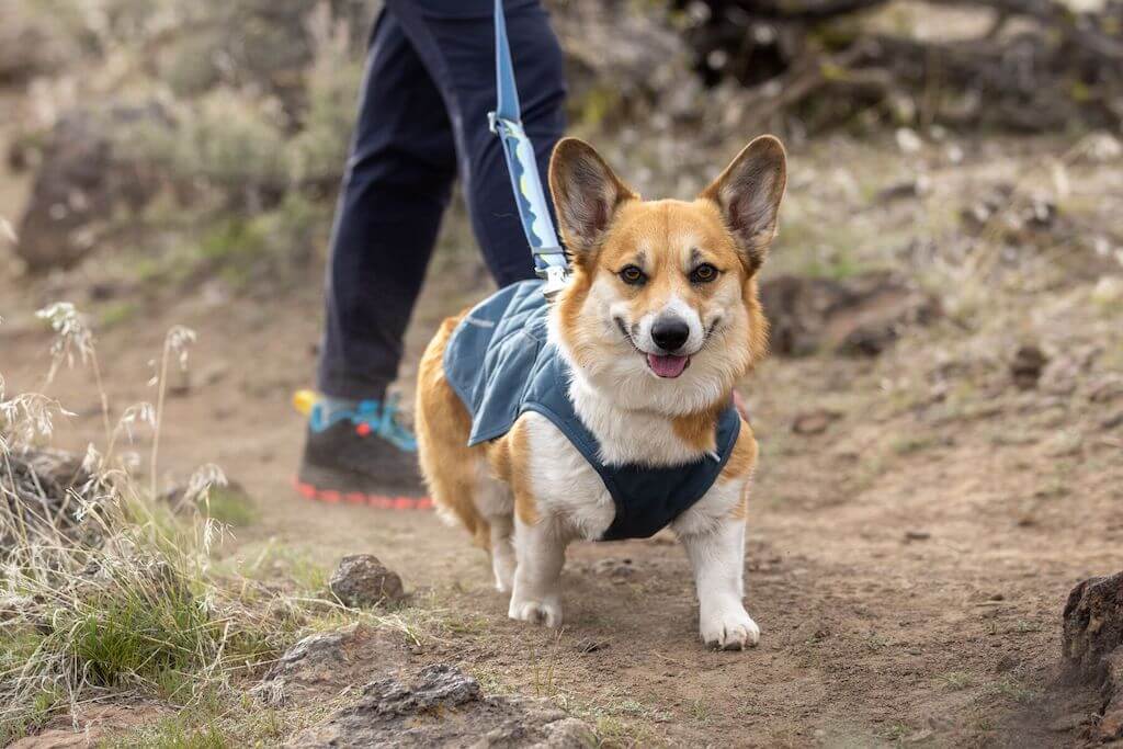 Ruffwear Stumptown Dog Jacket in Orion Blue on a cute Corgi