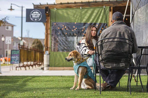 Ruffwear Stumptown Dog Jacket in on a dog at a cafe