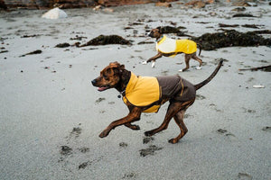 NEW COLOURS! Sun Shower Dog Raincoat - Waterproof, Windproof