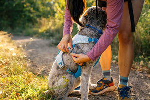 NEW COLOURS! Swamp Cooler Harness - Cooling Dog Harness