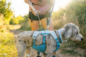 NEW COLOURS! Swamp Cooler Harness - Cooling Dog Harness