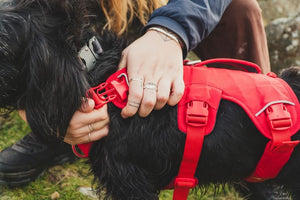 NEW DESIGN 2025! Ruffwear Web Master Dog Harness - Secure, Back Handle