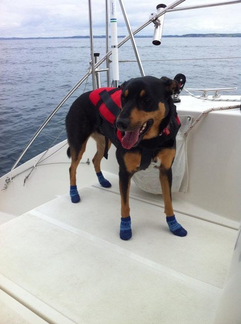Sport Pawks Waterproof Dog Socks on Huntaway on Boat