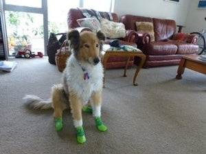 Sport Pawks Waterproof Dog Socks on Elderly Dog