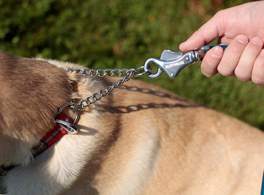 Ruffwear Chain Reaction Dog Collar Close up on Labrador