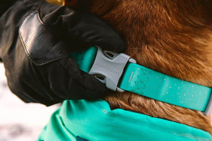 Close Up of Ruffwear Confluence Dog Collar in Aurora Teal on a dog's neck