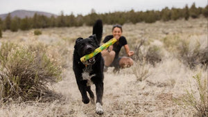 Ruffwear Gnawt-a-Stick dog toy in Lichen Green lifestyle image of a dog catching it