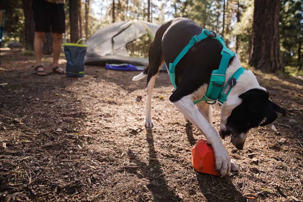 Ruffwear Gnawt-a-Rock Lifestyle Photo of a dog playing with the dog toy