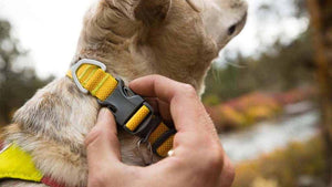 Ruffwear Hi & Light Dog Collar Buckle Close up
