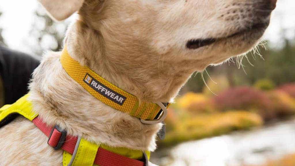 Ruffwear Hi & Light Dog Collar D-Ring Close up