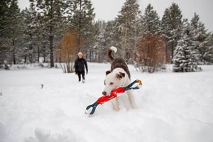 Ruffwear Pacific Loop Dog Toy Collie playing fetch in the snow