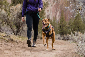 The Ruffwear Web Master Harness is great for 3 legged dogs - or Tri-Paws! This is a lifestyle shot showing a 3 legged dog wearing a purple Web Master Harness