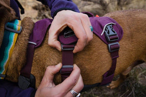 The Ruffwear Web Master Harness has five points of adjustability to fit most dogs well. This shows a dog being fit in a web master harness.